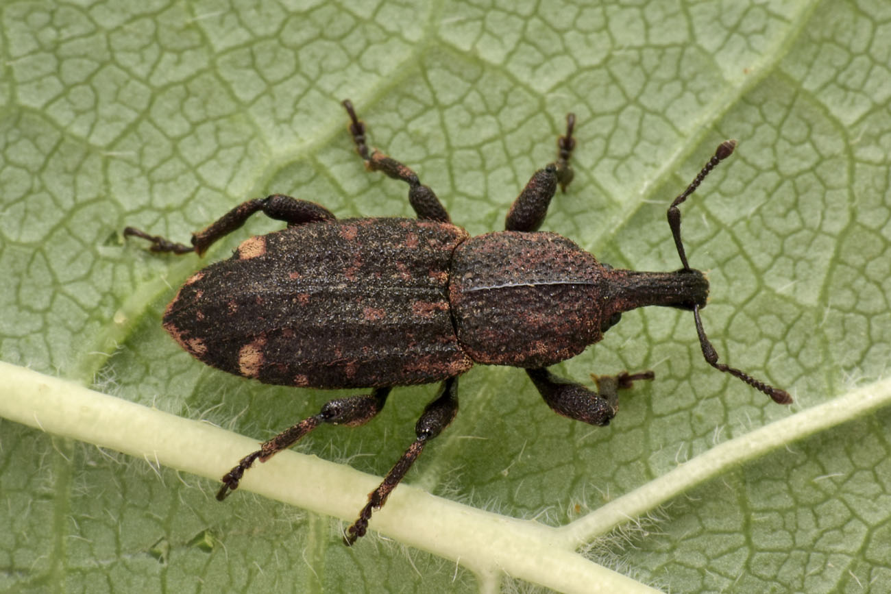 Curculionidae: Neoplinthus sp? S, N. tigratus tigratus